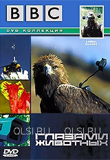 DVD - ВВС: Глазами животных
